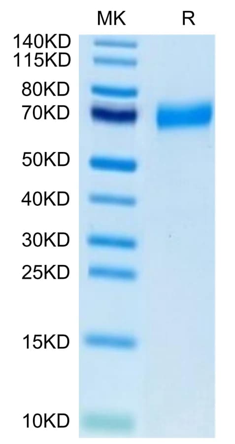 Bis-Tris PAGE Data