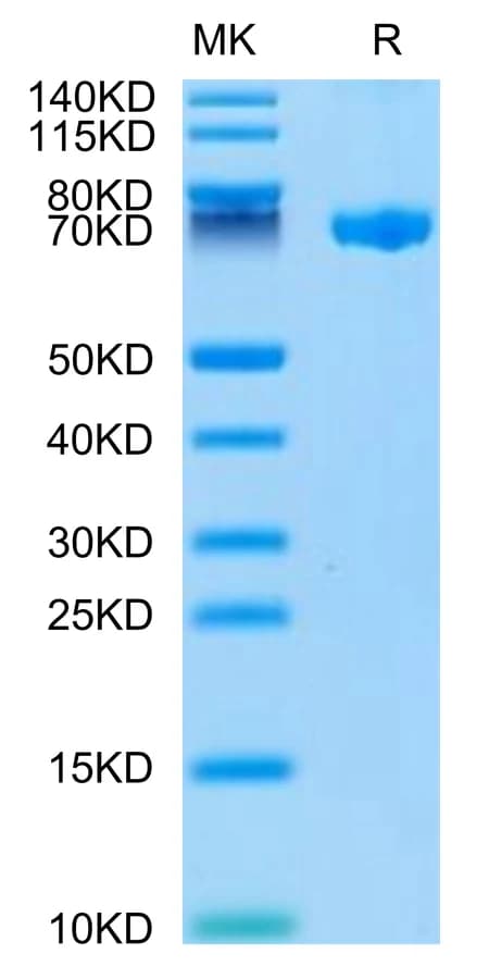 Bis-Tris PAGE Data