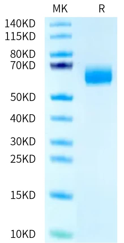 Bis-Tris PAGE Data
