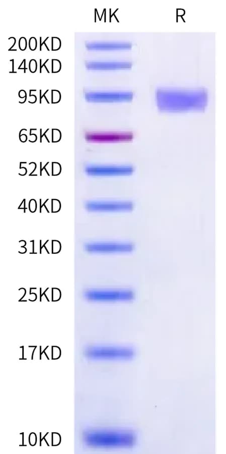 Bis-Tris PAGE Data