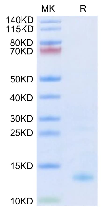 Bis-Tris PAGE Data
