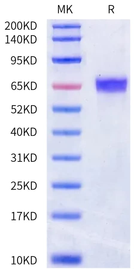 Bis-Tris PAGE Data