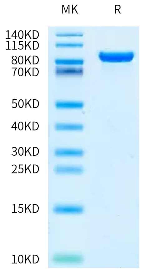 Bis-Tris PAGE Data