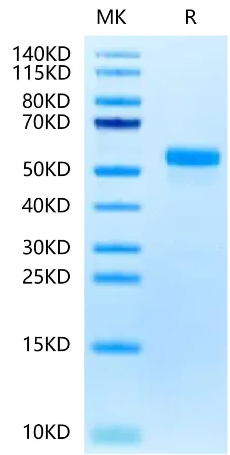 Bis-Tris PAGE Data