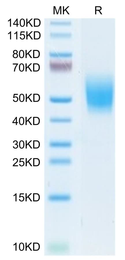 Bis-Tris PAGE Data