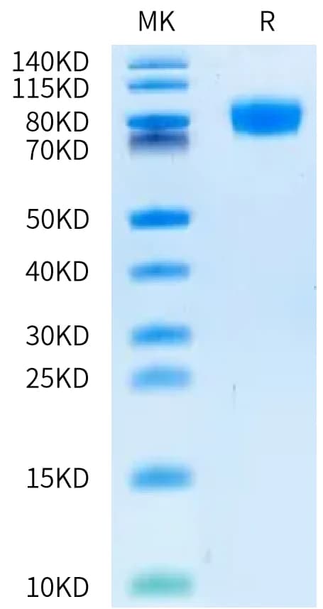 Bis-Tris PAGE Data