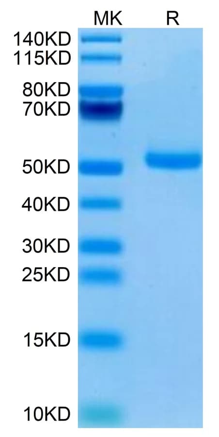 Bis-Tris PAGE Data