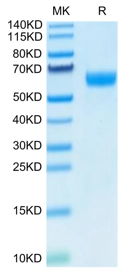 Bis-Tris PAGE Data