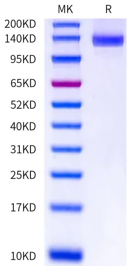 Bis-Tris PAGE Data