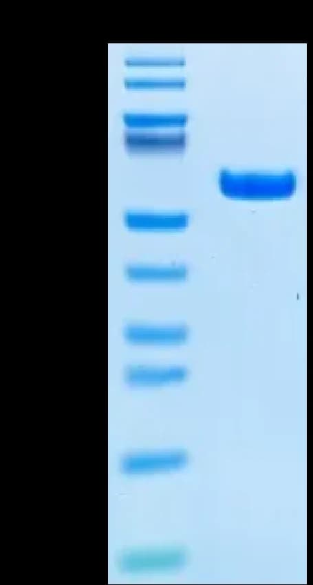 Bis-Tris PAGE Data