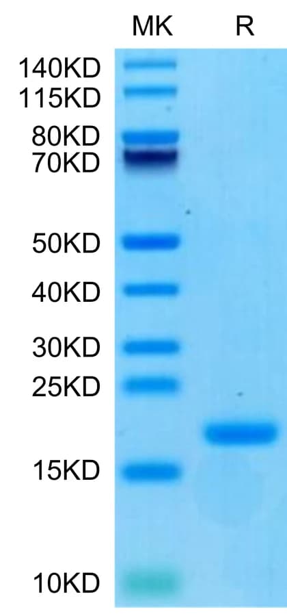 Bis-Tris PAGE Data
