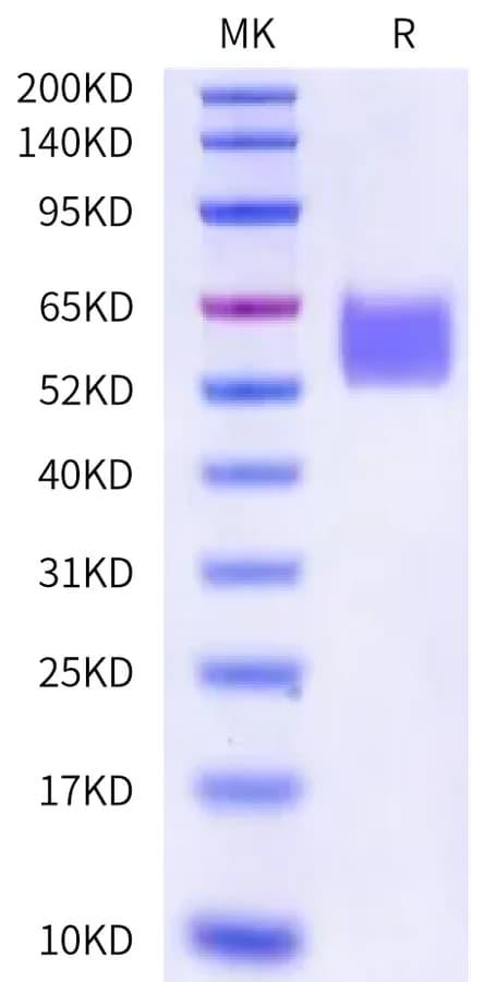 Bis-Tris PAGE Data