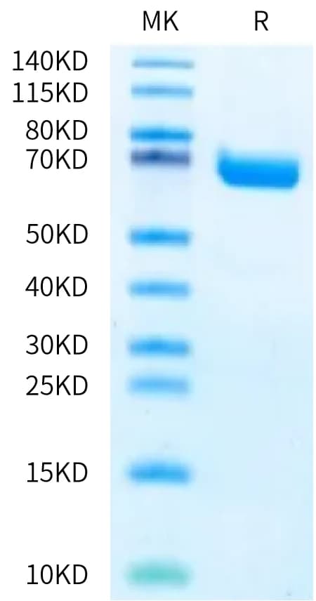 Bis-Tris PAGE Data