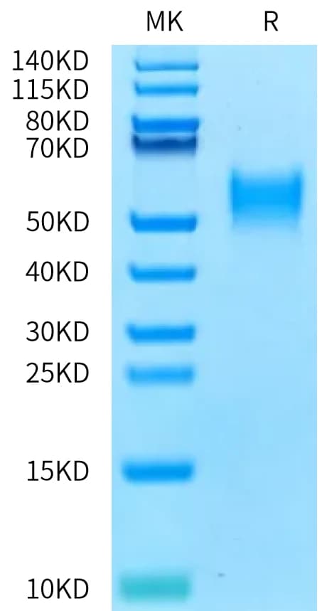 Bis-Tris PAGE Data