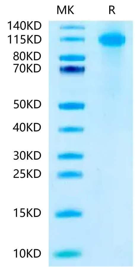 Bis-Tris PAGE Data