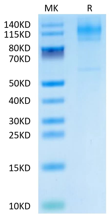 Bis-Tris PAGE Data