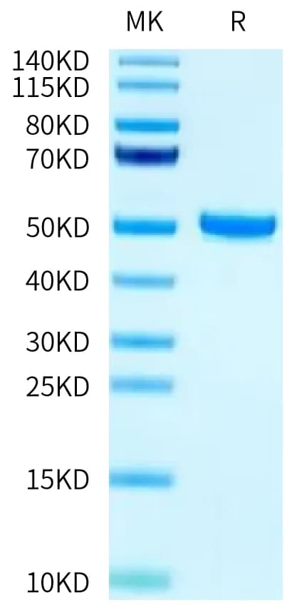 Bis-Tris PAGE Data