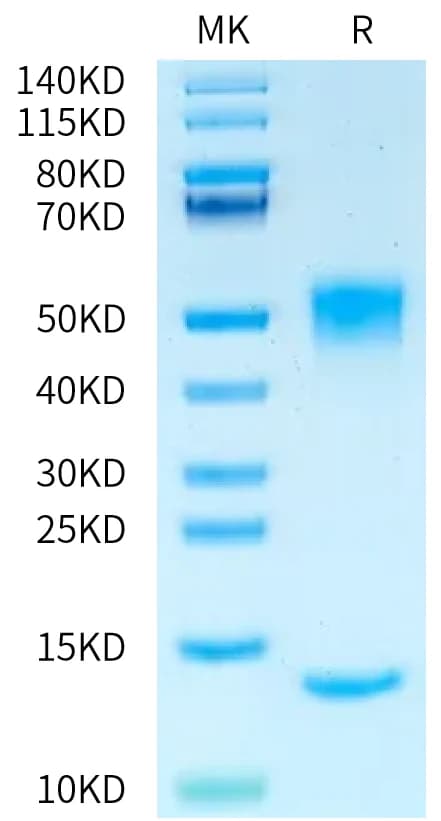 Bis-Tris PAGE Data