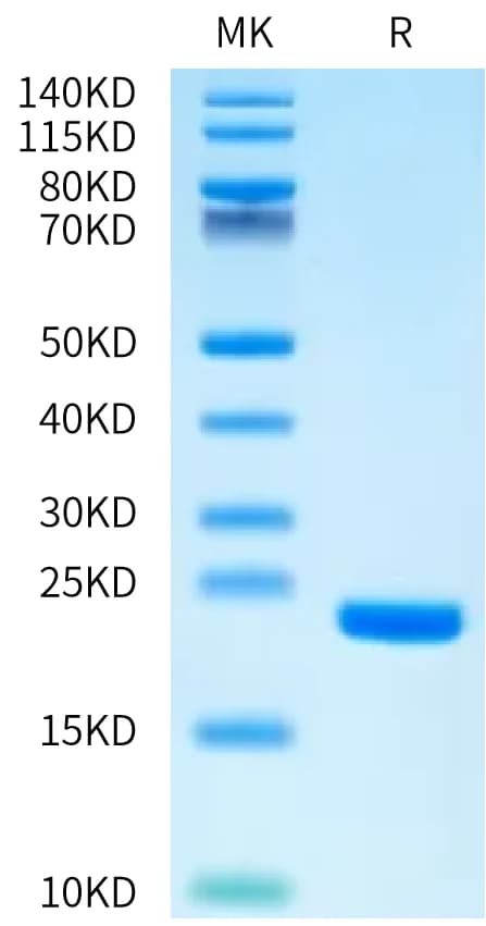 Bis-Tris PAGE Data