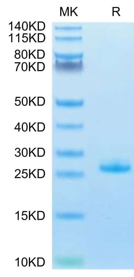 Bis-Tris PAGE Data