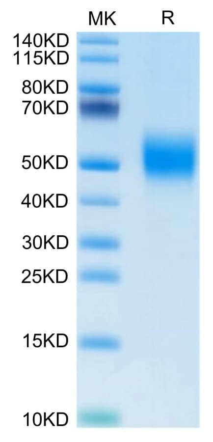 Bis-Tris PAGE Data