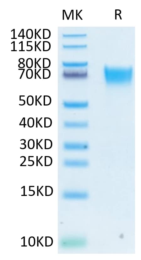 Bis-Tris PAGE Data