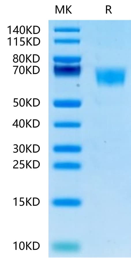 Bis-Tris PAGE Data