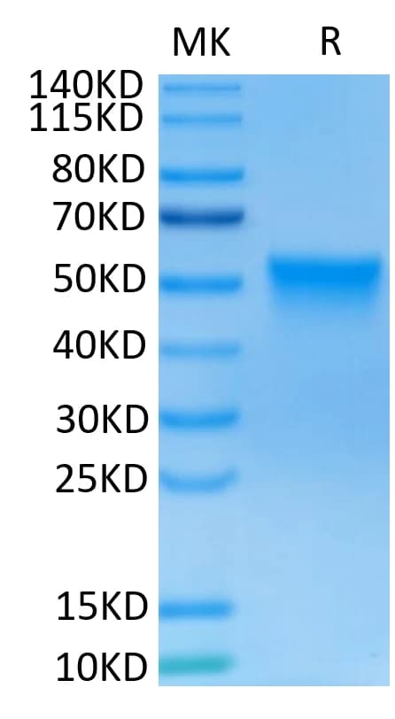 Bis-Tris PAGE Data