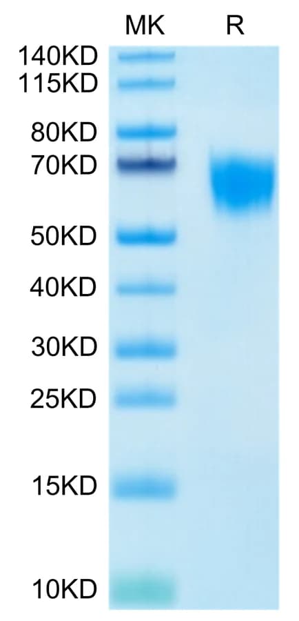 Bis-Tris PAGE Data