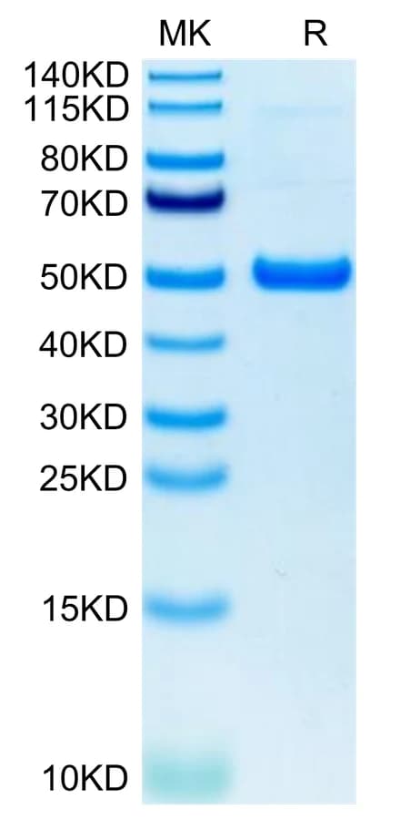 Bis-Tris PAGE Data