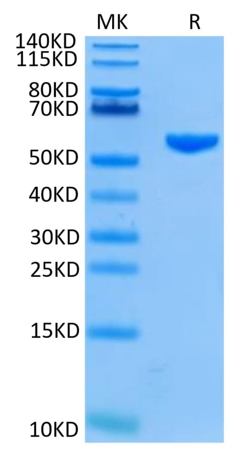 Bis-Tris PAGE Data