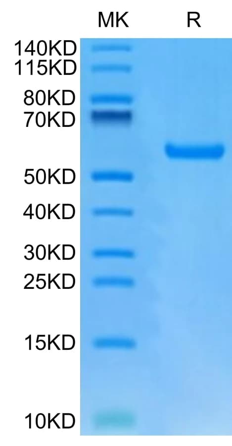 Bis-Tris PAGE Data