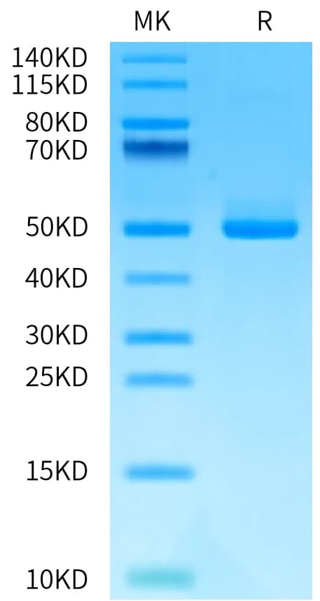 Bis-Tris PAGE Data