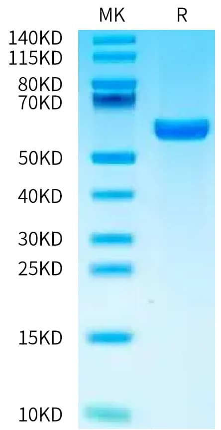 Bis-Tris PAGE Data