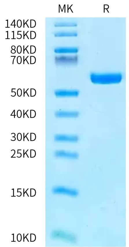Bis-Tris PAGE Data