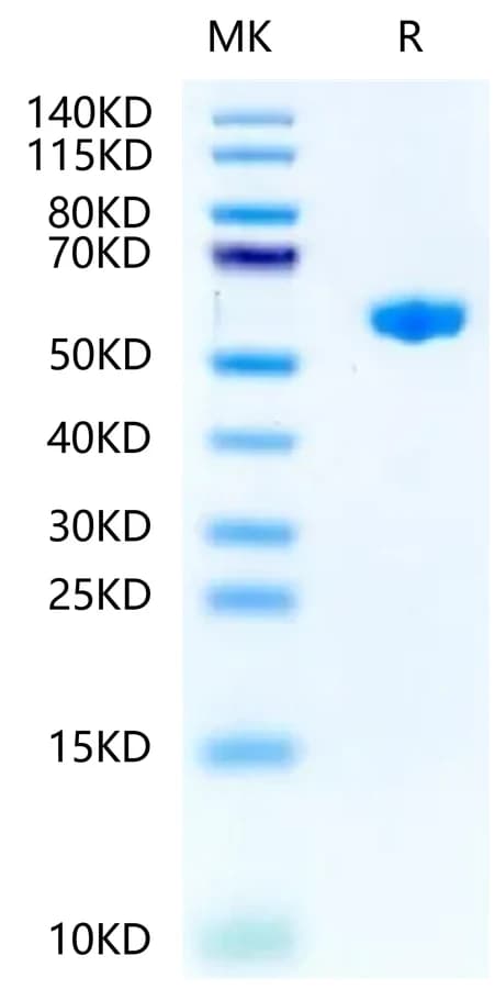 Bis-Tris PAGE Data