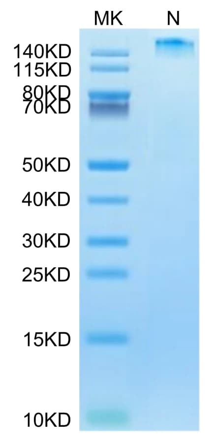 Bis-Tris PAGE Data