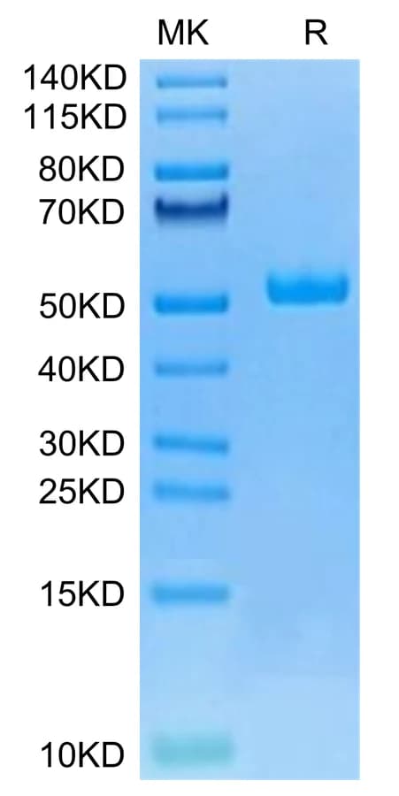 Bis-Tris PAGE Data