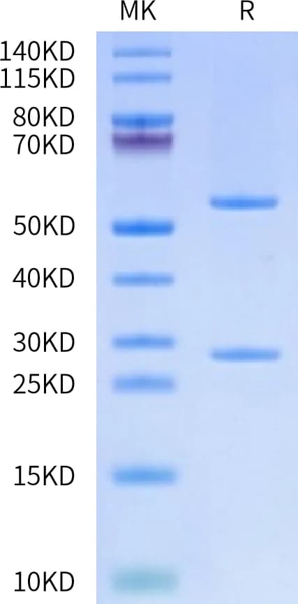 Bis-Tris PAGE Data