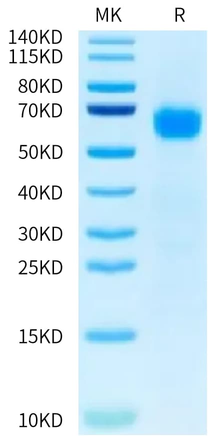 Bis-Tris PAGE Data
