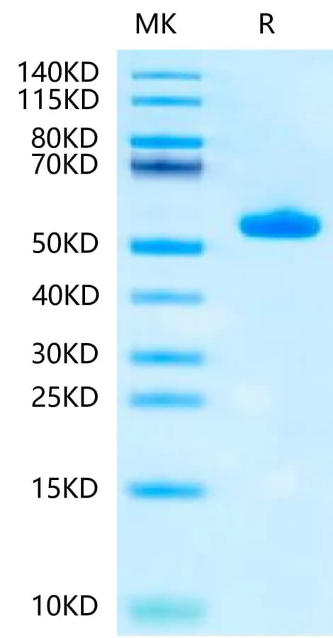 Bis-Tris PAGE Data