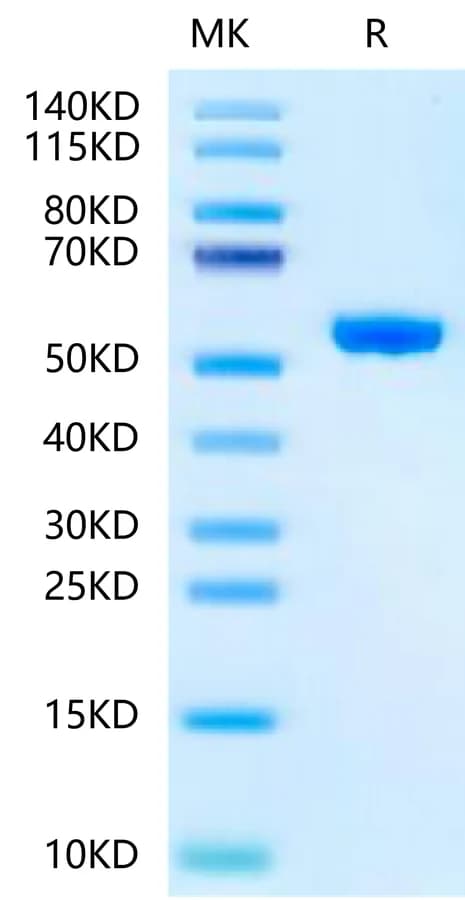 Bis-Tris PAGE Data