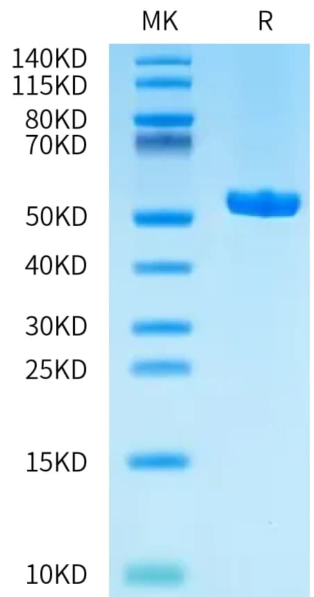 Bis-Tris PAGE Data