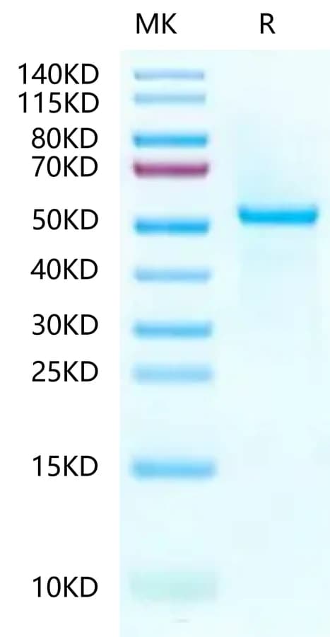 Bis-Tris PAGE Data
