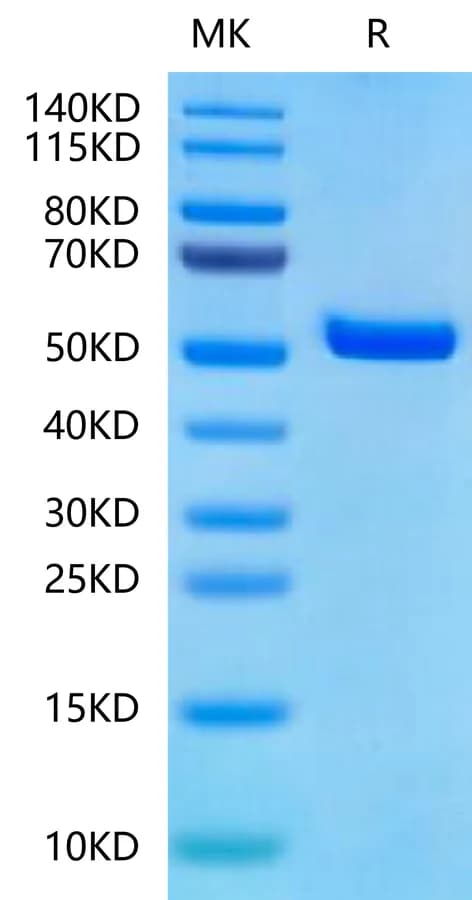 Bis-Tris PAGE Data