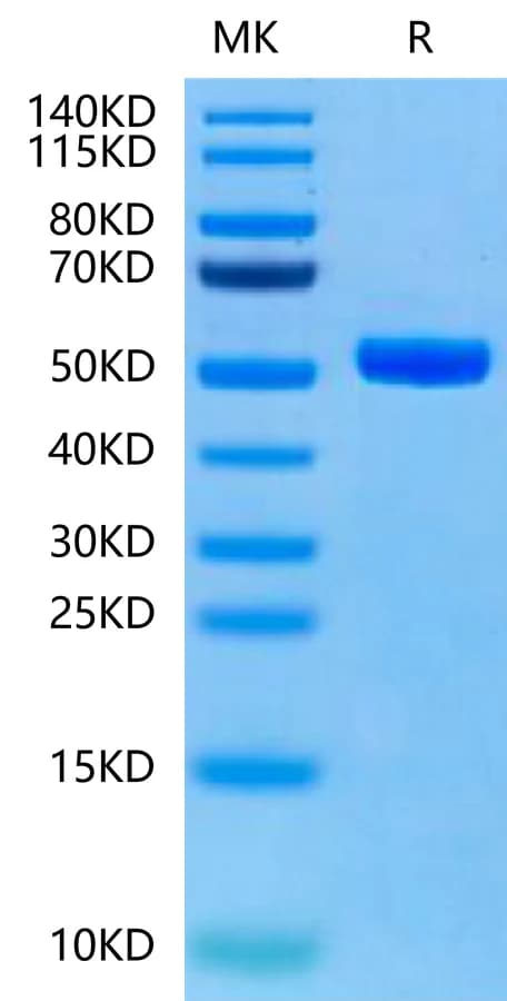 Bis-Tris PAGE Data
