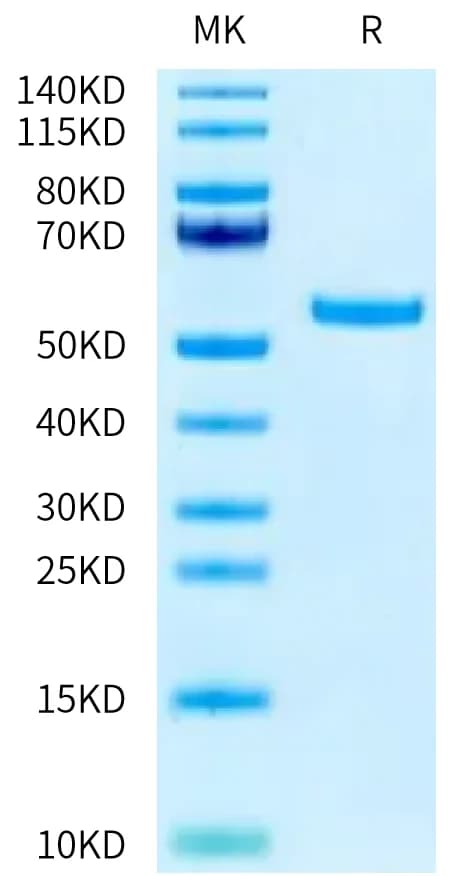 Bis-Tris PAGE Data