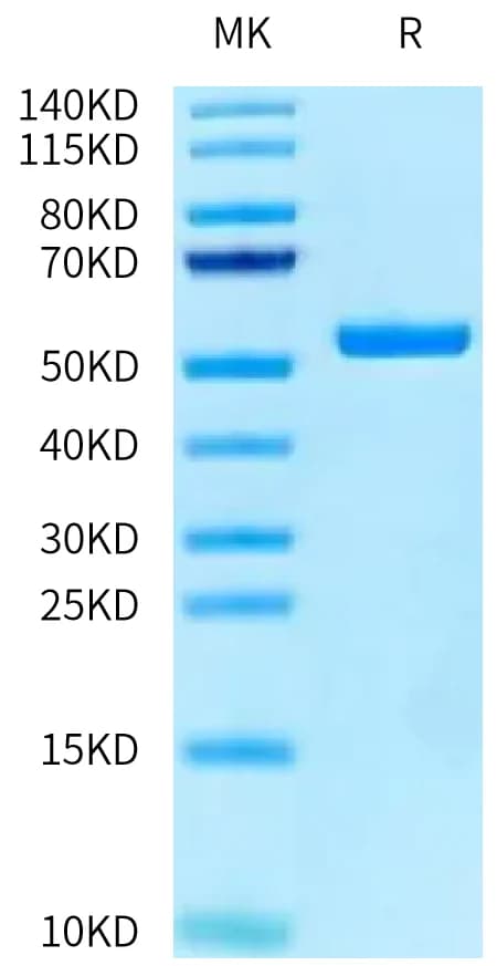 Bis-Tris PAGE Data