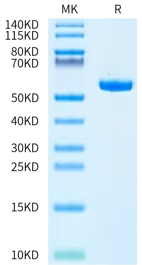 Bis-Tris PAGE Data