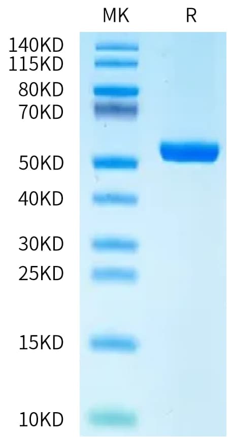 Bis-Tris PAGE Data